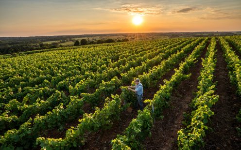 Top view. a senior winegrower works in his vines at sunset