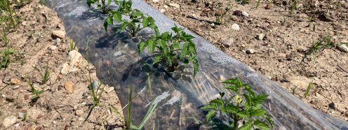 Image of tomato plants growing in the sun