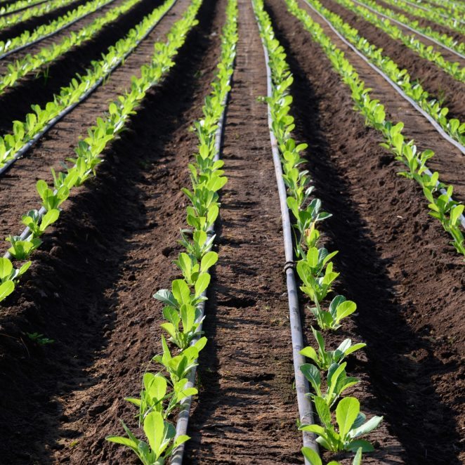 High-Quality Drip Irrigation Systems | Pipelife