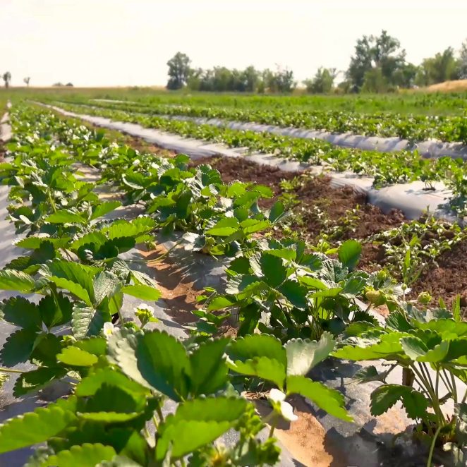 Irigasi tetes hortikultura