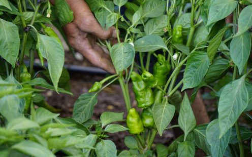 Bell Peppers growing