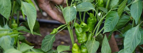 Bell Peppers growing