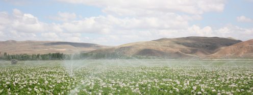 Pipelife-sprinkler-in-crops