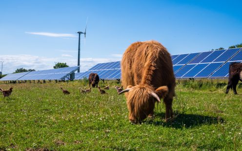 cows grazing on sustainable farm land