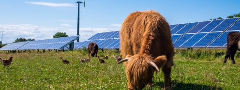 cows grazing on sustainable farm land
