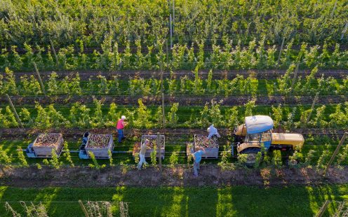 Irrigation Agriculture