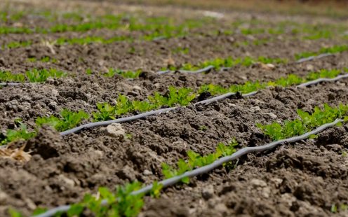 WPS_INT_MKT_23_Drip_irrigation_benefits_THUMBNAIL_1600x1000