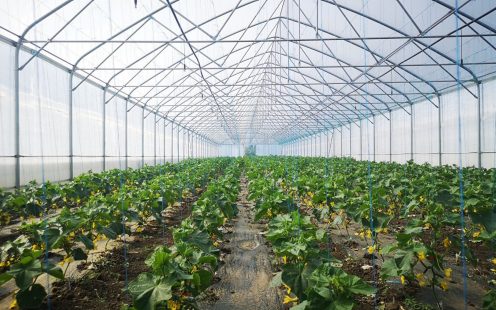 Greenhouse plants