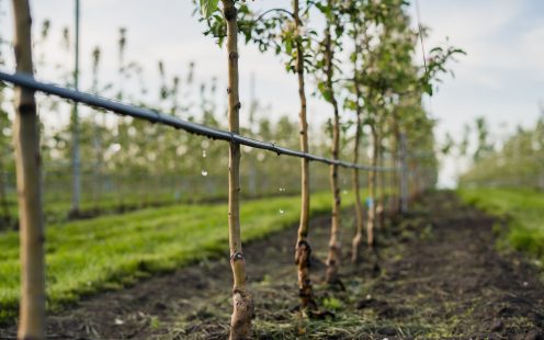 Irrigation Trees