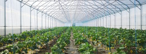 Greenhouse plants