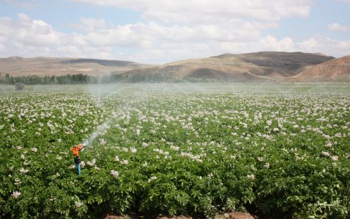 Sprinkler Irrigation Field