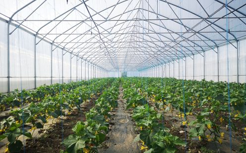 Large greenhouse with cucumber plants | Pipelife