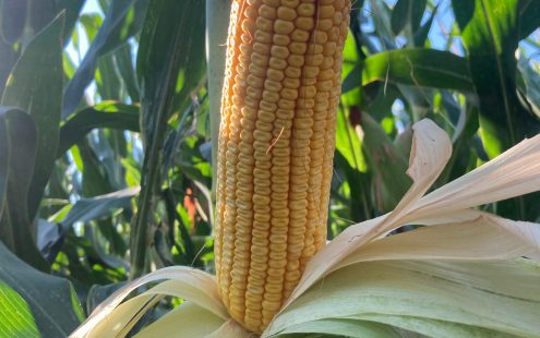 A huge ear of corn harvested from the irrigated field last year | Pipelife