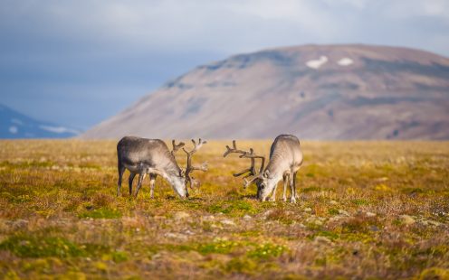 Reindeer grazing | Pipelife