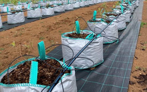 A row of blueberry plants with a drip irrigation system installed | Pipelife