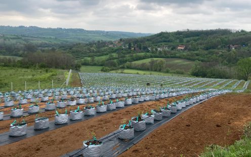 BB Crown Agro Group's blueberry field in Obrenovac, Serbia | Pipelife