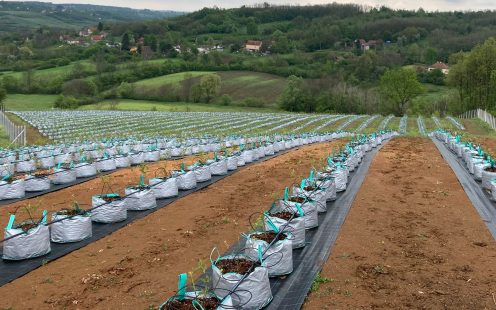 BB Crown Agro Group's blueberry field in Obrenovac, Serbia | Pipelife