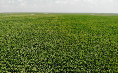 Aerial view of a corn field | Pipelife