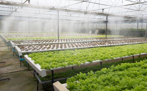 Lettuce plants being watered in a greenhouse | Pipelife
