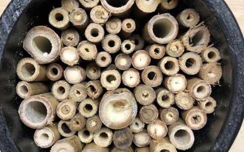 Organic reed serves as a perfect filling material for bee hotels | Pipelife