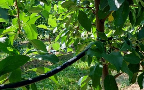 A close-up of the new apple harvest | Pipelife