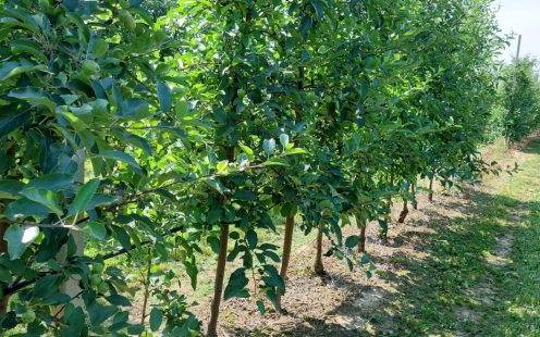 The Kolić orchard with the new irrigation system | Pipelife
