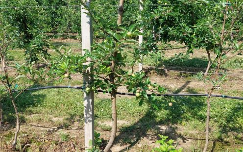 A row of apple trees with Pipelife's drip irrigation system | Pipelife