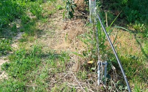 A flat drip line installed in the Kolić family orchard | Pipelife