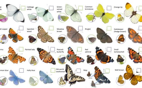 Part of the identification guide that biodiversity ambassadors use during their monitoring visits. The guide and accompanying training sessions allow people without a background in biology to actively participate in the program | Pipelife