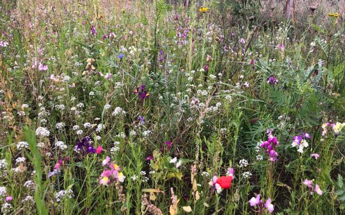 Wildflower field next to Pipelife production site in Poland | Pipelife