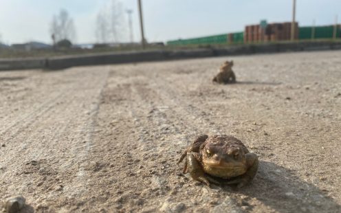 A healthy population of toads and frogs lives at Pipelife Poland's production site in Kartoszyno. The plant has already implemented most of its biodiversity action plan, and the wildlife is appreciating it! | Pipelife