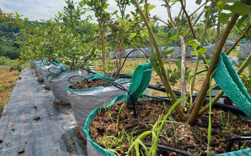 Blueberry Field Irrigation in Serbia