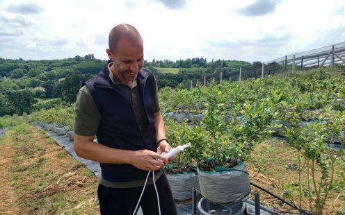 Blueberry Field Irrigation in Serbia