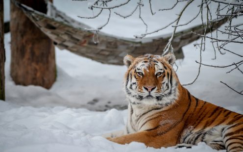 Tiger August in winter at Riga zoo