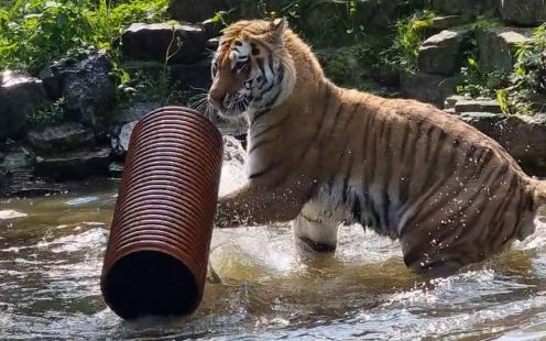 Tiger August playing with Pipelife pipe at Riga zoo