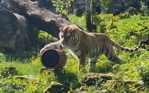 Tiger August playing with Pipelife pipe at Riga zoo