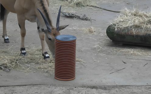 Antelopes looking for food inside the PP pipe 