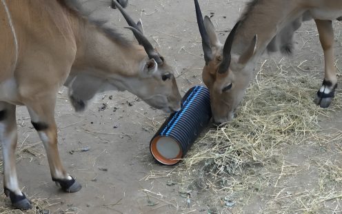 Antelopes looking for food inside the PP pipe 