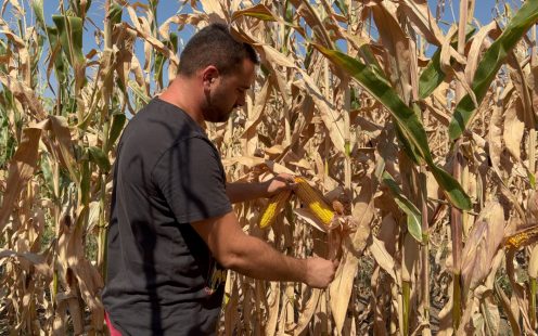 Farmer examines the yields on irrigated and non-irrigated corn fields.