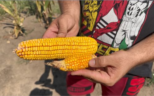 Difference between harvest from the yields on irrigated and non-irrigated corn fields.