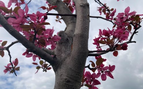 A fruit tree with pink flowers against a background of blue sky | Pipelife