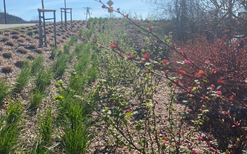 Wildflowers | Pipelife