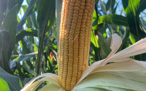 A huge ear of corn harvested from the irrigated field last year | Pipelife