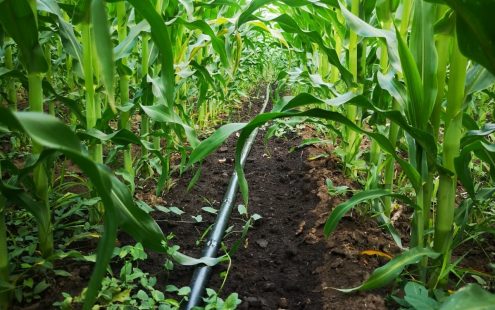 A close up of a drip line among healthy corn plants in Dumbrava | Pipelife