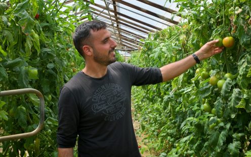 Farmer checks tomatoes inside a green house