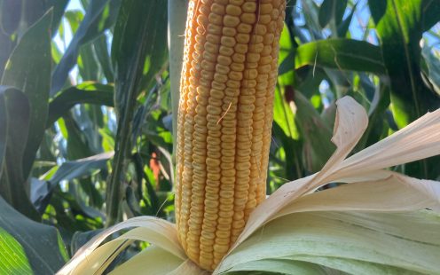 Close up of a corncob growing in the field