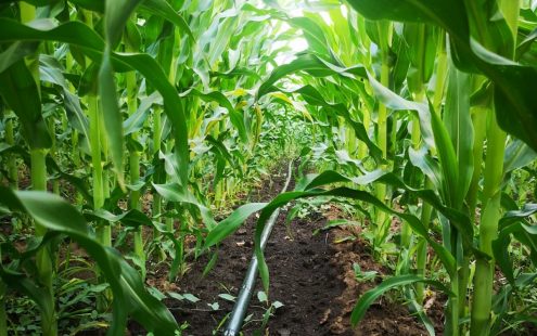 Pipelife drip pipe runs though corn field, irrigating the soil