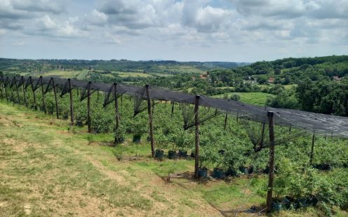 Rows of blueberry bushes growing on the side of a hill covered by a net