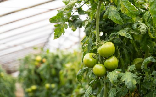 Tomatoes in the greenhouse | Pipelife