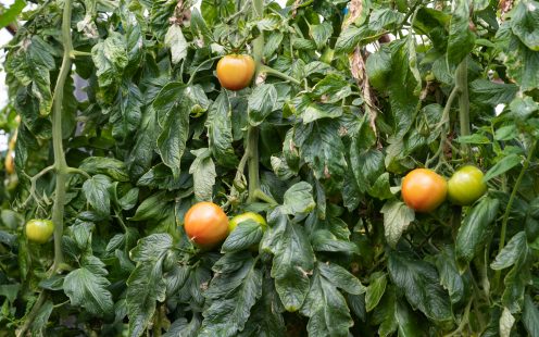 Tomatoes in the greenhouse | Pipelife